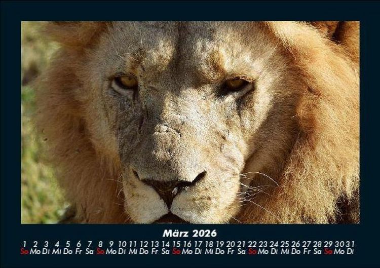 Produktbild: L&ouml;wen in der Wildnis 2026 Fotokalender DIN A5