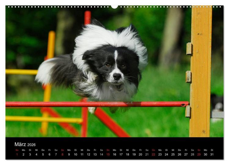 Produktbild: Border Collie 2026 (hochwertiger Premium Wandkalender 2026 DIN A2 quer), Kunstdruck in Hochglanz