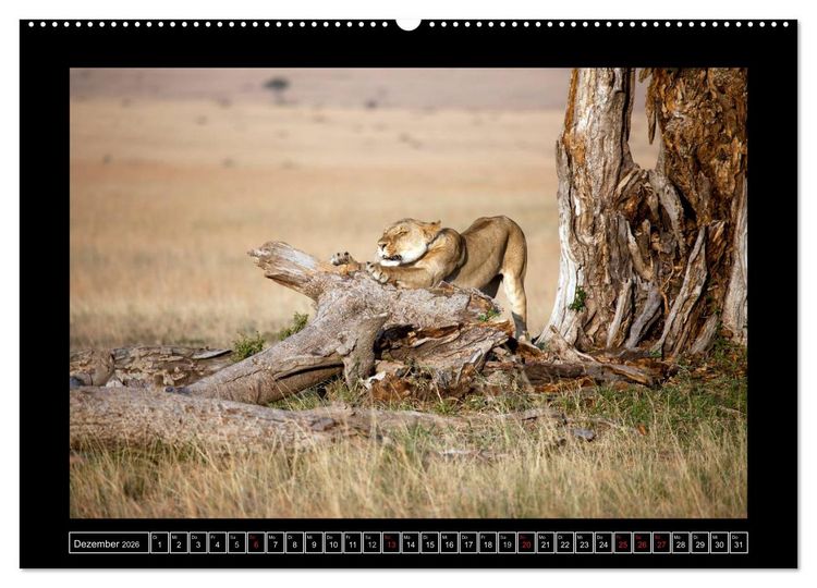 Produktbild: Afrikas Katzen (Wandkalender 2026 DIN A2 quer), CALVENDO Monatskalender