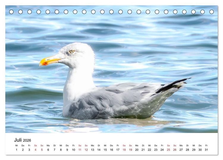 Produktbild: Wasserv&ouml;gel der Ostsee - Impressionen aus der L&uuml;becker Bucht (Tischkalender 2026 DIN A5 quer), CALVENDO Monatskalender