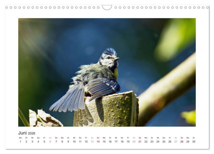 Produktbild: Gefiederte Garteng&auml;ste, Blaumeisen (Wandkalender 2026 DIN A3 quer), CALVENDO Monatskalender