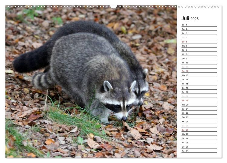 Produktbild: Der kleine R&auml;uber mit Maske - Waschb&auml;ren (Wandkalender 2026 DIN A2 quer), CALVENDO Monatskalender