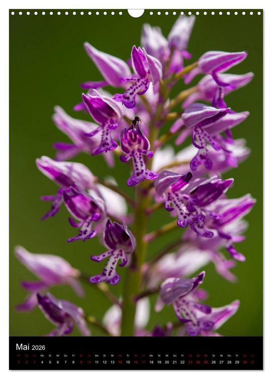 Produktbild: Im richtigen Licht: Wilde Orchideen in S&uuml;dbayern (Wandkalender 2026 DIN A3 hoch), CALVENDO Monatskalender