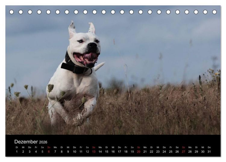Produktbild: American Bulldog - stolz, loyal, einzigartig (Tischkalender 2026 DIN A5 quer), CALVENDO Monatskalender