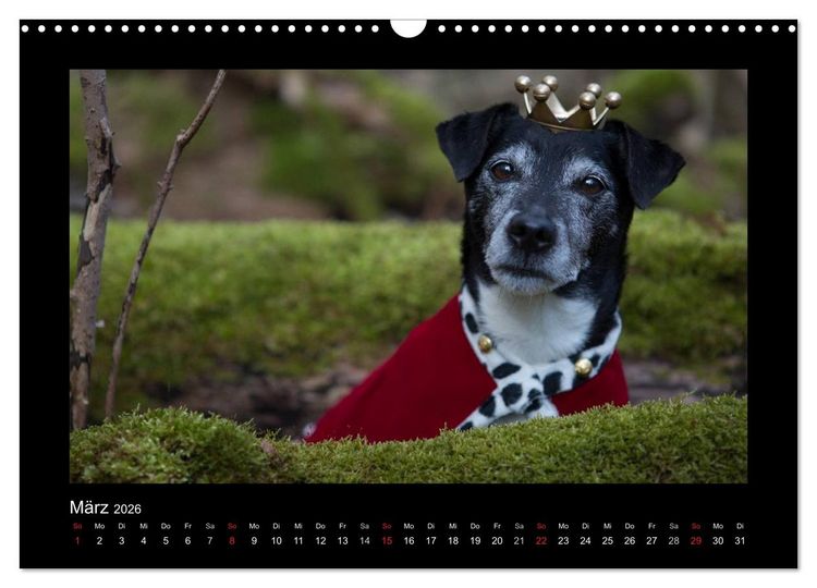 Produktbild: Jack Russell Terrier.....Ein Verwandlungsk&uuml;nstler namens Jake (Wandkalender 2026 DIN A3 quer), CALVENDO Monatskalender