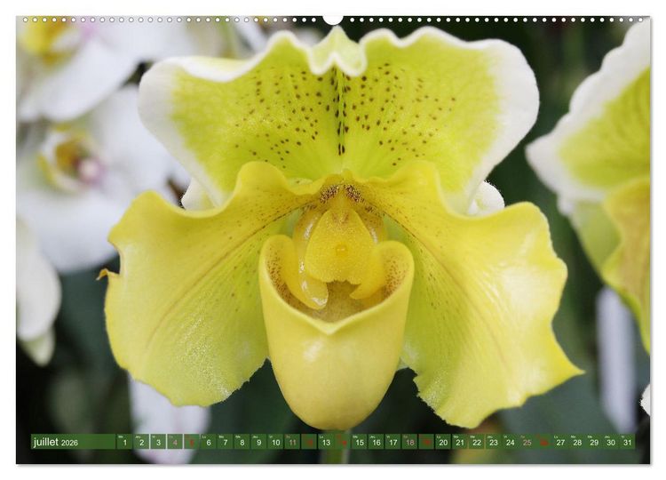 Produktbild: Orchid&eacute;es merveilleuses (Calendrier mural 2026 DIN A2 vertical), CALVENDO calendrier mensuel