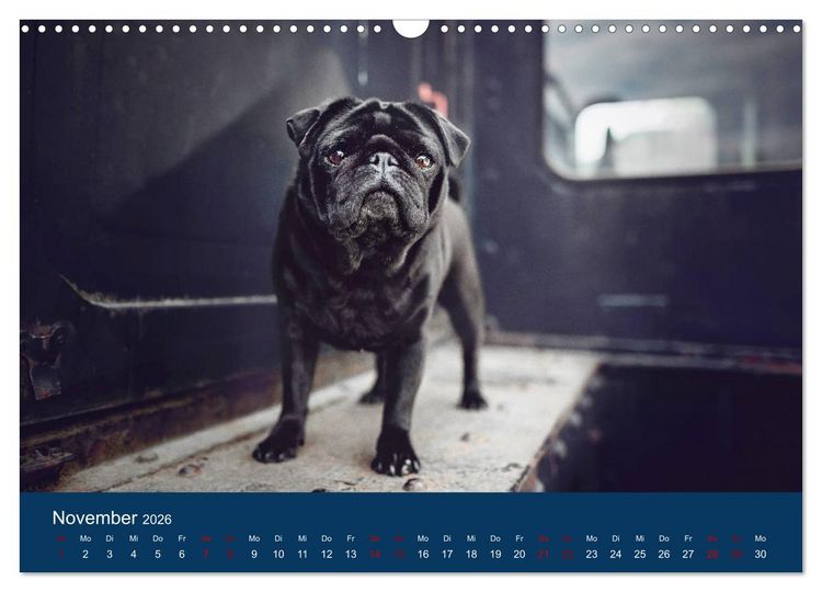 Produktbild: Diesel - ein mopsiges Leben (Wandkalender 2026 DIN A3 quer), CALVENDO Monatskalender