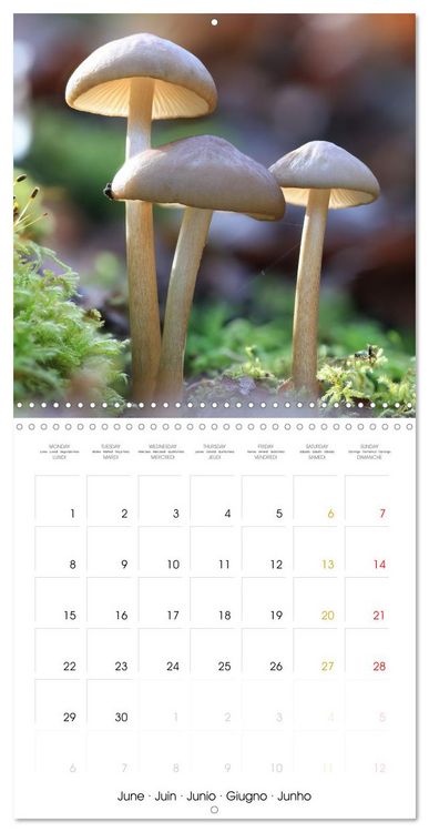 Produktbild: Les champignons - Un monde merveilleux (Calendrier mural carr&eacute; 2026 30x30 cm) Calendrier double avec une page pour vos prises de notes