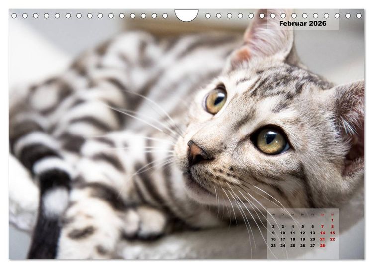 Produktbild: Bengal K&auml;tzchen 2 (Wandkalender 2026 DIN A4 quer), CALVENDO Monatskalender