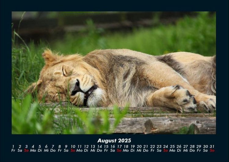 Produktbild: L&ouml;wen in der Wildnis 2025 Fotokalender DIN A4