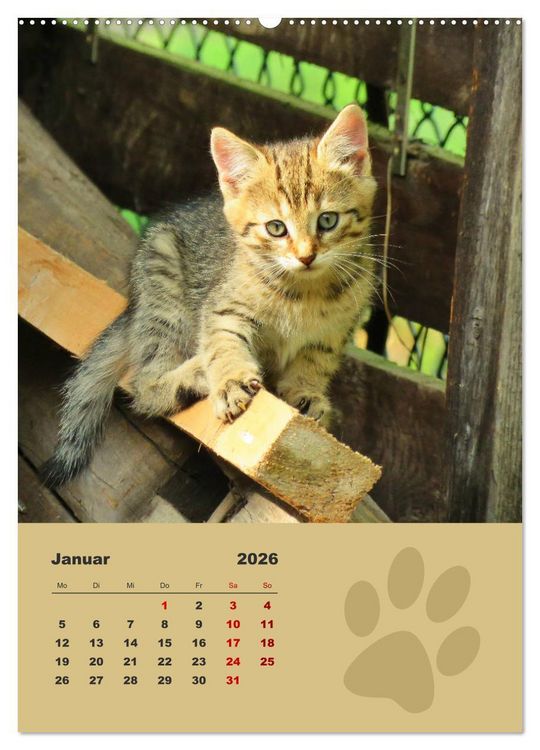Produktbild: Wilde T&auml;tzchen, kleine wilde Katzen entdecken die Welt (Wandkalender 2026 DIN A2 hoch), CALVENDO Monatskalender