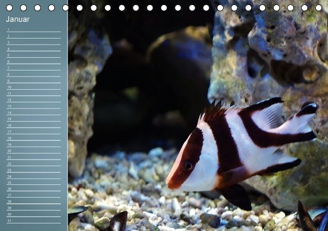 Produktbild: Bunte Riffbewohner - Fische, Anemonen und noch viel mehr (Tischkalender immerw&auml;hrend DIN A5 quer)