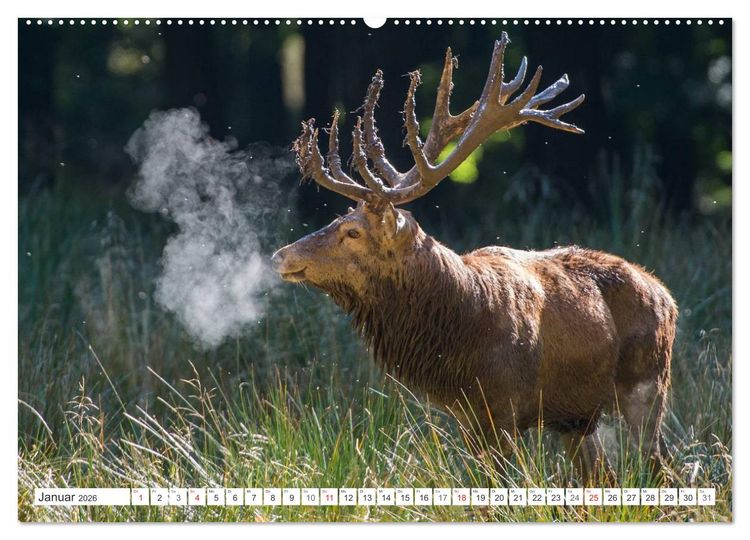 Produktbild: Emotionale Momente: Hirschbrunft (hochwertiger Premium Wandkalender 2026 DIN A2 quer), Kunstdruck in Hochglanz