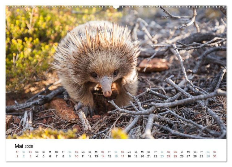 Produktbild: Australiens wunderbare Tiere (hochwertiger Premium Wandkalender 2026 DIN A2 quer), Kunstdruck in Hochglanz