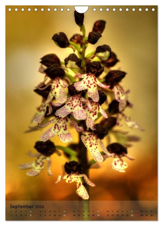 Produktbild: Juwelen der Natur - Ein Orchideensommer (Wandkalender 2026 DIN A4 hoch), CALVENDO Monatskalender