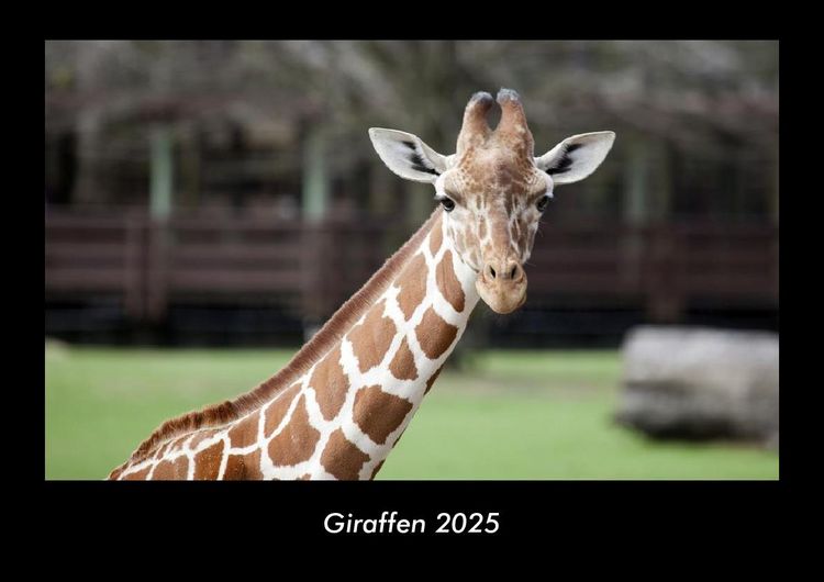 Produktbild: Giraffen 2025 Fotokalender DIN A3