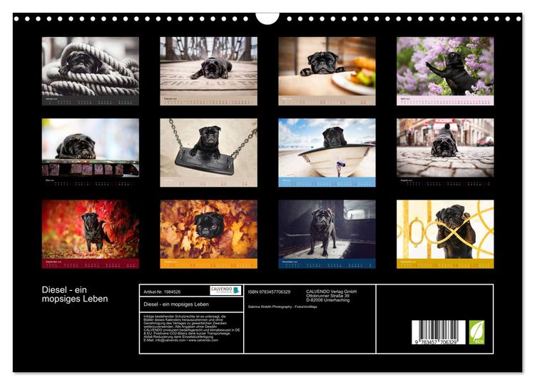 Produktbild: Diesel - ein mopsiges Leben (Wandkalender 2026 DIN A3 quer), CALVENDO Monatskalender