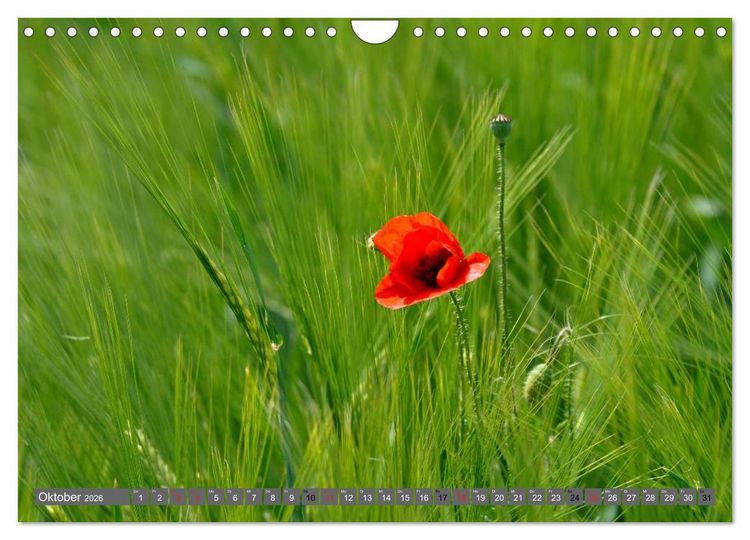 Produktbild: MOHNBL&Uuml;TEN (Wandkalender 2026 DIN A4 quer), CALVENDO Monatskalender