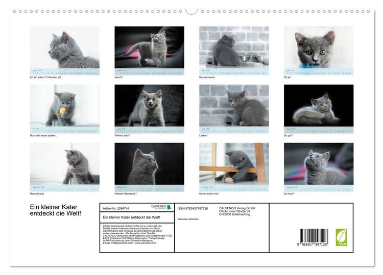 Produktbild: Ein kleiner Kater entdeckt die Welt! (hochwertiger Premium Wandkalender 2026 DIN A2 quer), Kunstdruck in Hochglanz