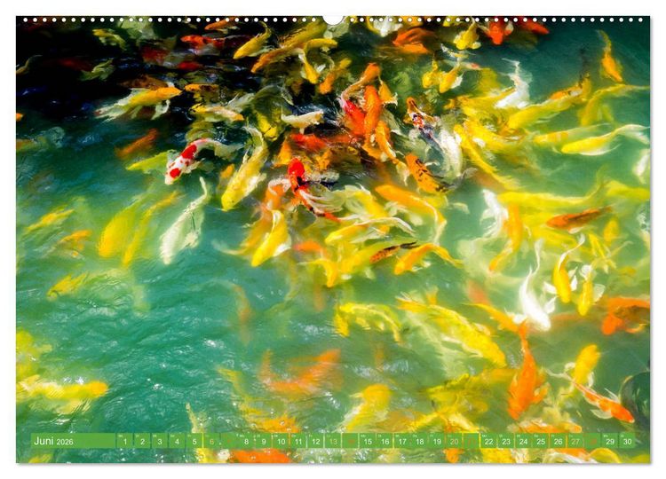 Produktbild: Koi: Juwelen im Teich (Wandkalender 2026 DIN A2 quer), CALVENDO Monatskalender