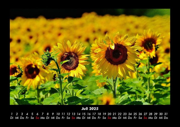Produktbild: Blumenzauber 2025 Fotokalender DIN A3