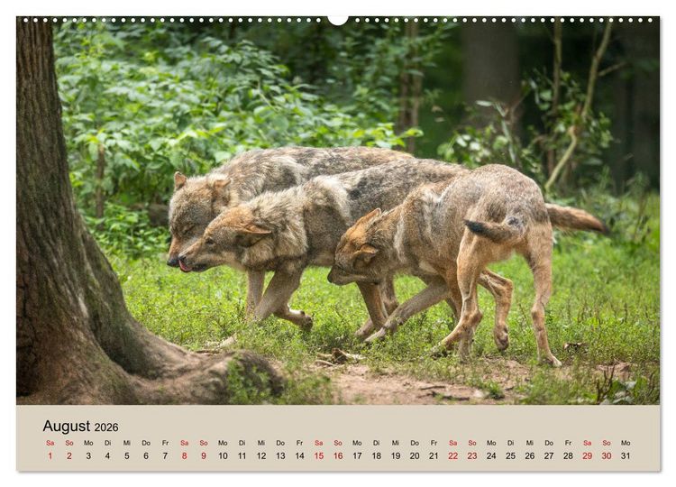 Produktbild: Wolfsrudel (Wandkalender 2026 DIN A2 quer), CALVENDO Monatskalender