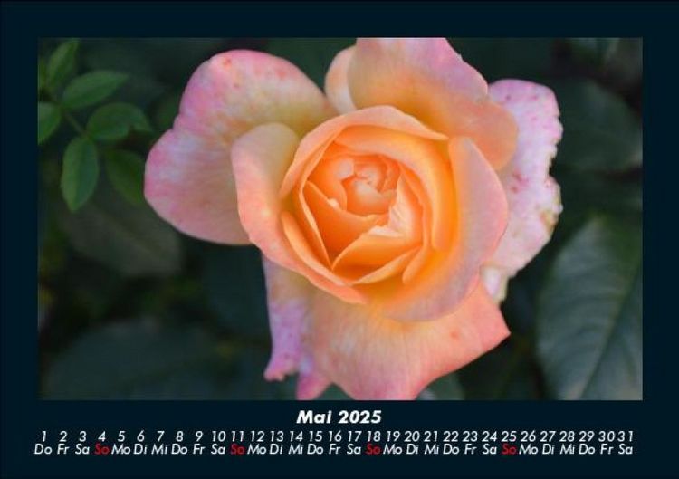 Produktbild: Blumenkalender 2025 Fotokalender DIN A5