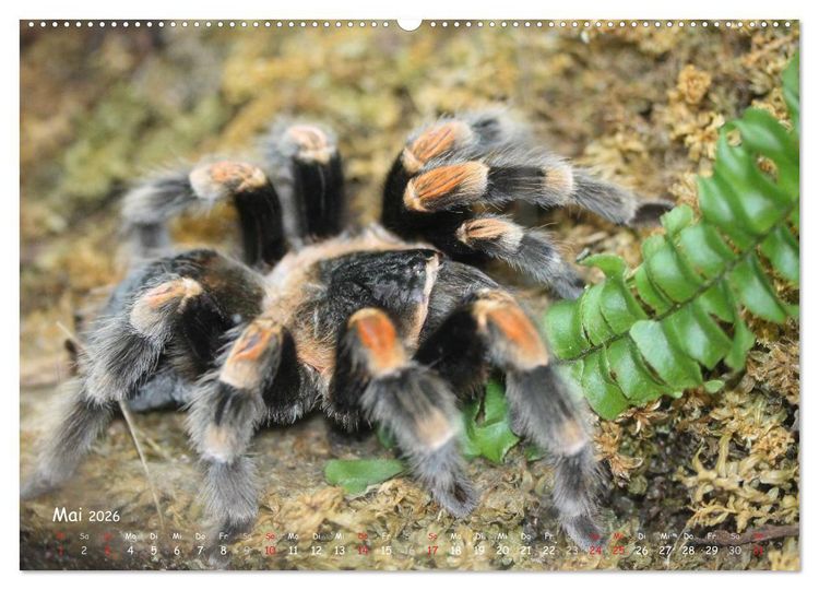Produktbild: Vogelspinnen (hochwertiger Premium Wandkalender 2026 DIN A2 quer), Kunstdruck in Hochglanz
