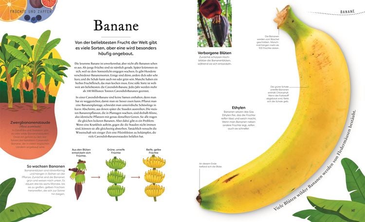 Produktbild: Gro&szlig;e und kleine Sch&auml;tze der Natur. Pflanzen