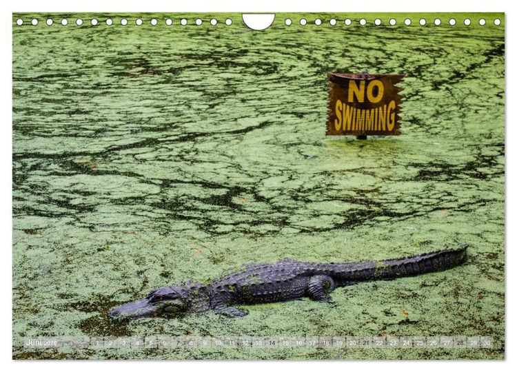 Produktbild: Florida. Sonne und Meer (Wandkalender 2026 DIN A4 quer), CALVENDO Monatskalender
