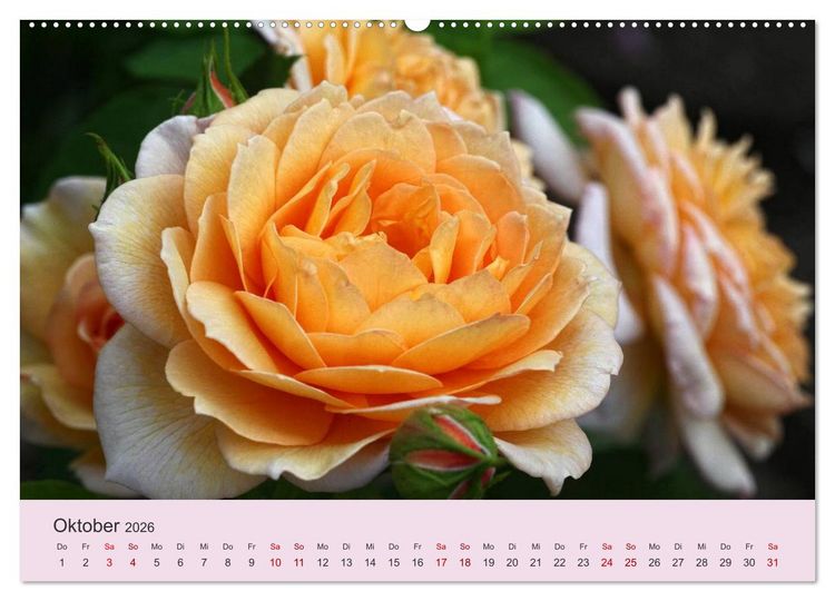 Produktbild: Rosen Reigen im Garten (Wandkalender 2026 DIN A2 quer), CALVENDO Monatskalender