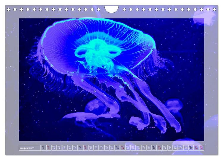 Produktbild: In the world of the medusae (Wall Calendar 2026 DIN A4 landscape), CALVENDO 12 Month Wall Calendar