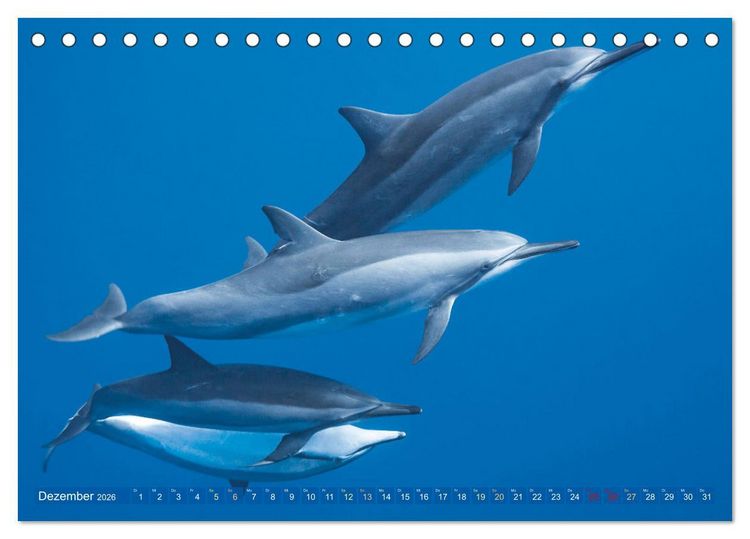Produktbild: Tauchen: Wunderbares tiefblaues Meer (Tischkalender 2026 DIN A5 quer), CALVENDO Monatskalender