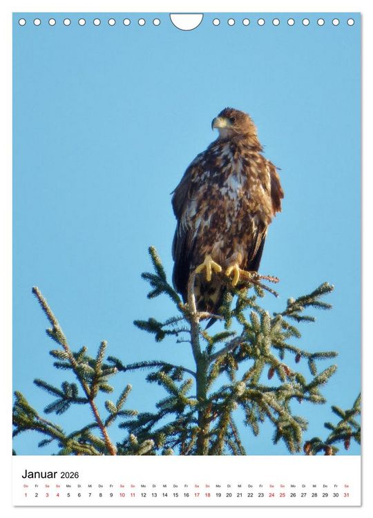 Produktbild: Adler, Eule und Co - Gefiederte J&auml;ger im Portrait (Wandkalender 2026 DIN A4 hoch), CALVENDO Monatskalender