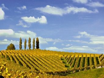 Produktbild: CALVENDO Puzzle Weinberg im Gebiet von Glanz in der S&uuml;dsteiermark | 1000 Teile Lege-Gr&ouml;&szlig;e 64x48cm Foto-Puzzle f&uuml;r gl&uuml;ckliche Stunden