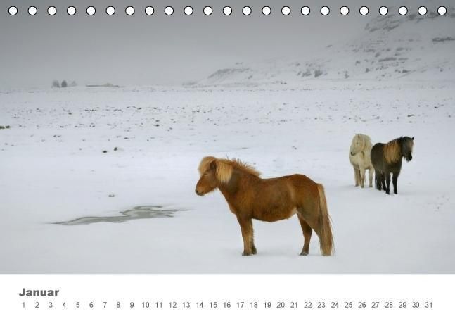 Produktbild: Islandpferde: Gef&auml;hrten der Wikinger (Tischkalender immerw&auml;hrend DIN A5 quer)