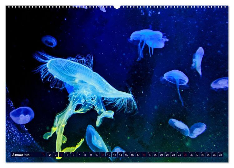 Produktbild: In der Welt der Medusen (Wandkalender 2026 DIN A2 quer), CALVENDO Monatskalender
