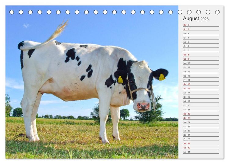 Produktbild: Die Kuh macht Muuuh! (Tischkalender 2026 DIN A5 quer), CALVENDO Monatskalender