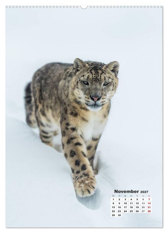 Produktbild: Emotionale Momente: Raubkatzen - die schnellen J&auml;ger. (Wandkalender 2027 DIN A2 hoch), CALVENDO Monatskalender