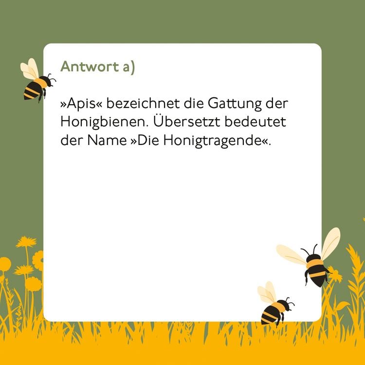 Produktbild: Bienen-Quiz