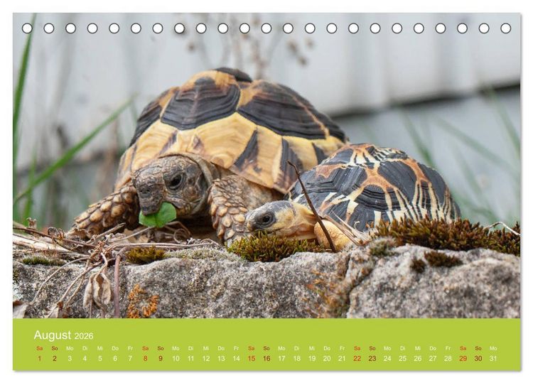 Produktbild: Meine Schildkr&ouml;ten (Tischkalender 2026 DIN A5 quer), CALVENDO Monatskalender