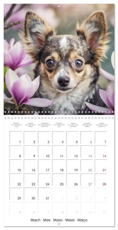 Produktbild: Chihuahuas - Companions for the Whole Year (Wall Calendar 2027 12 &times; 12 Inch) CALVENDO 12 Month Wall Calendar