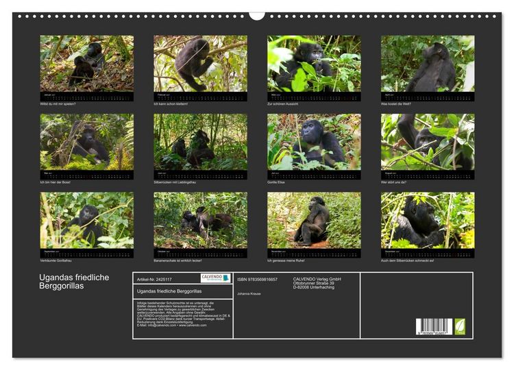 Produktbild: Ugandas friedliche Berggorillas (Wandkalender 2027 DIN A2 quer), CALVENDO Monatskalender