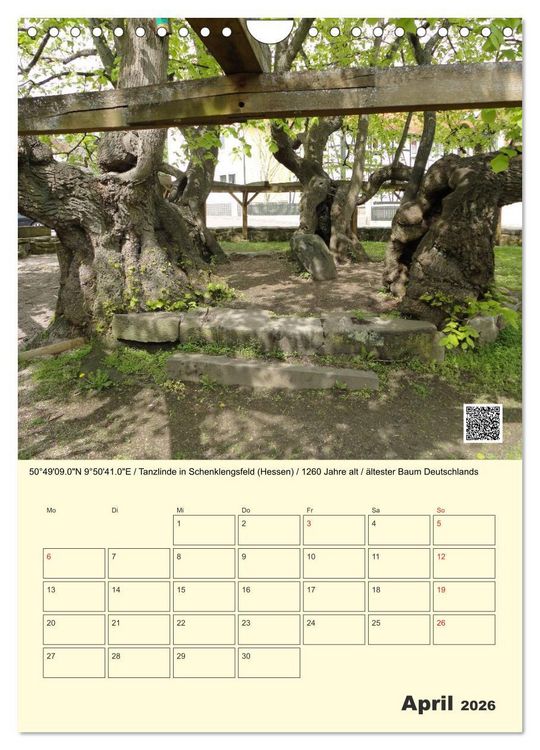 Produktbild: Uralt - Mit QR-Code und GPS zu alten B&auml;umen (Wandkalender 2026 DIN A4 hoch), CALVENDO Monatskalender