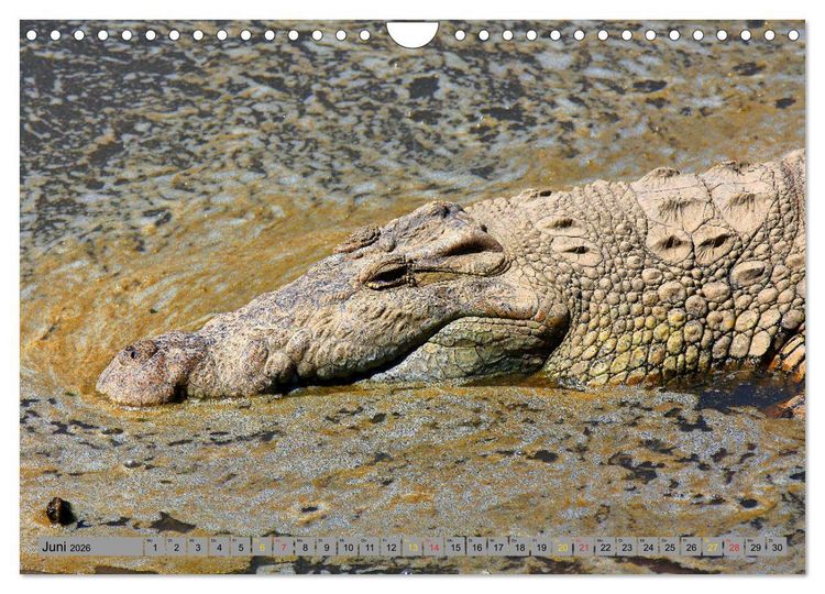 Produktbild: Krokodile in der Wildnis (Wandkalender 2026 DIN A4 quer), CALVENDO Monatskalender