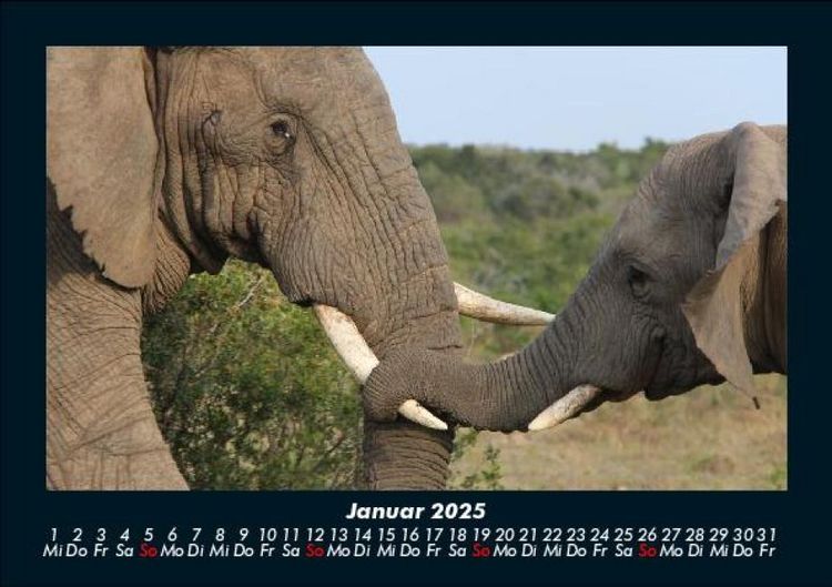 Produktbild: Der Elefantenkalender 2025 Fotokalender DIN A5