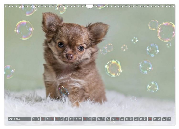 Produktbild: Chihuahua-Babys - Amy und Angel im Studio (Wandkalender 2026 DIN A3 quer), CALVENDO Monatskalender
