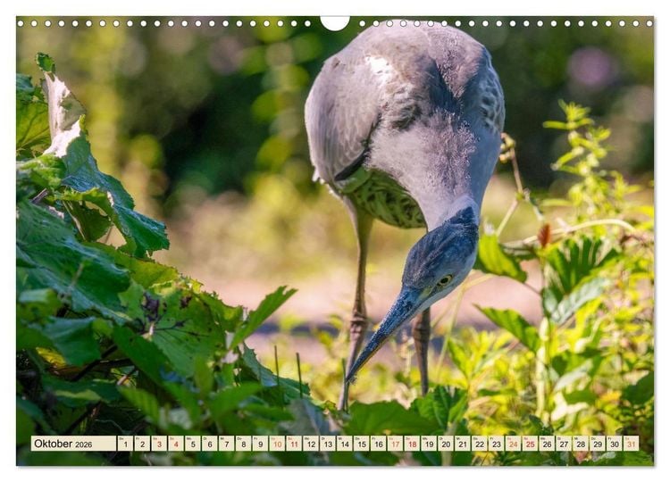 Produktbild: Unsere Vogelvielfalt: Ein Schatz zum Entdecken und Sch&uuml;tzen (Wandkalender 2026 DIN A3 quer), CALVENDO Monatskalender