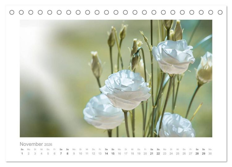 Produktbild: Blumen zart und sch&ouml;n (Tischkalender 2026 DIN A5 quer), CALVENDO Monatskalender