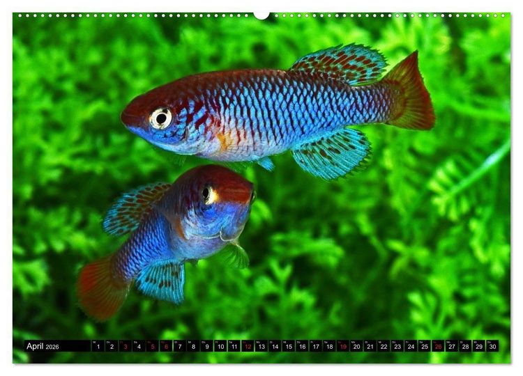 Produktbild: Killifische &ndash; Bunte Fische Afrikas (hochwertiger Premium Wandkalender 2026 DIN A2 quer), Kunstdruck in Hochglanz